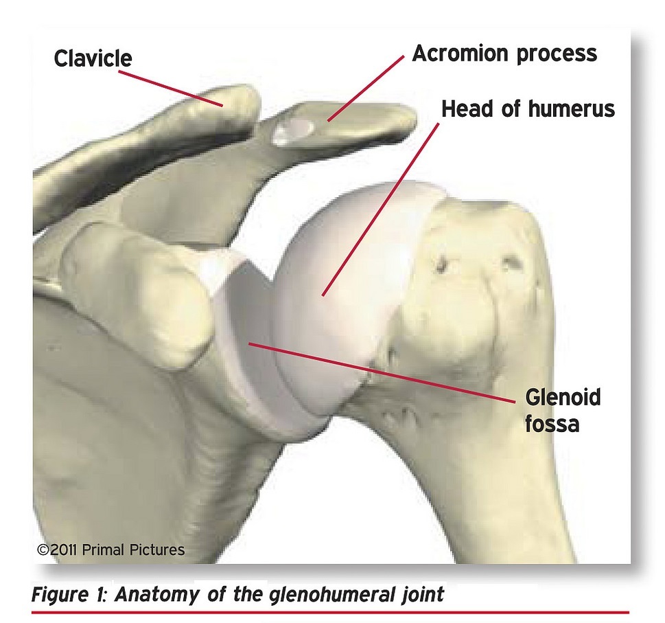 Glenohumeral Joint- Portland Physical Therapy